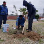 arboles reforestacion