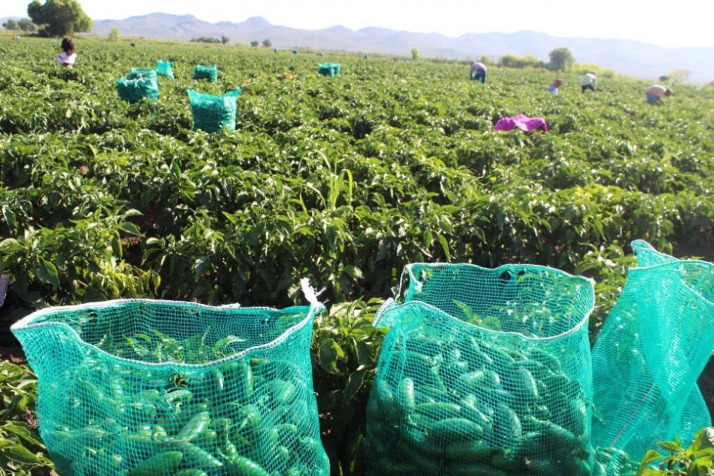 agricultura chihuahua chile