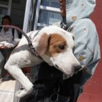 perro esterilizacion mascota