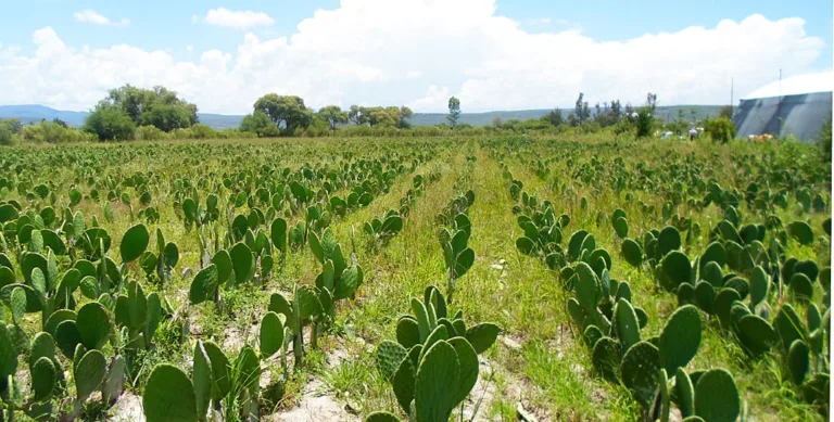 nopales_0307_copia (1)