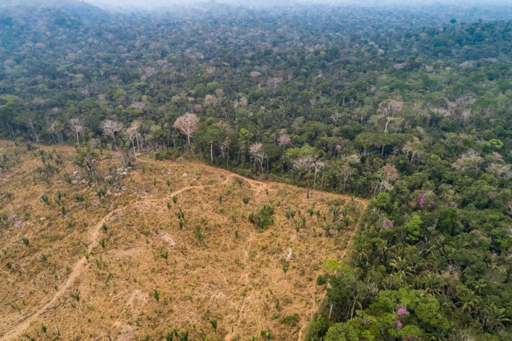 brazil amazon deforestacion environment (1)