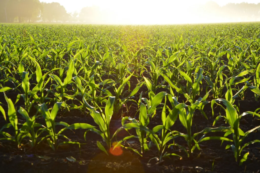 corn maiz rural agricultura (1)