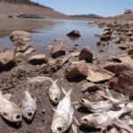 crisis-ecologica-economica-social-atraer_44_22_1153_718