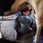 leche-sinaloa-focus-0-0-966-544