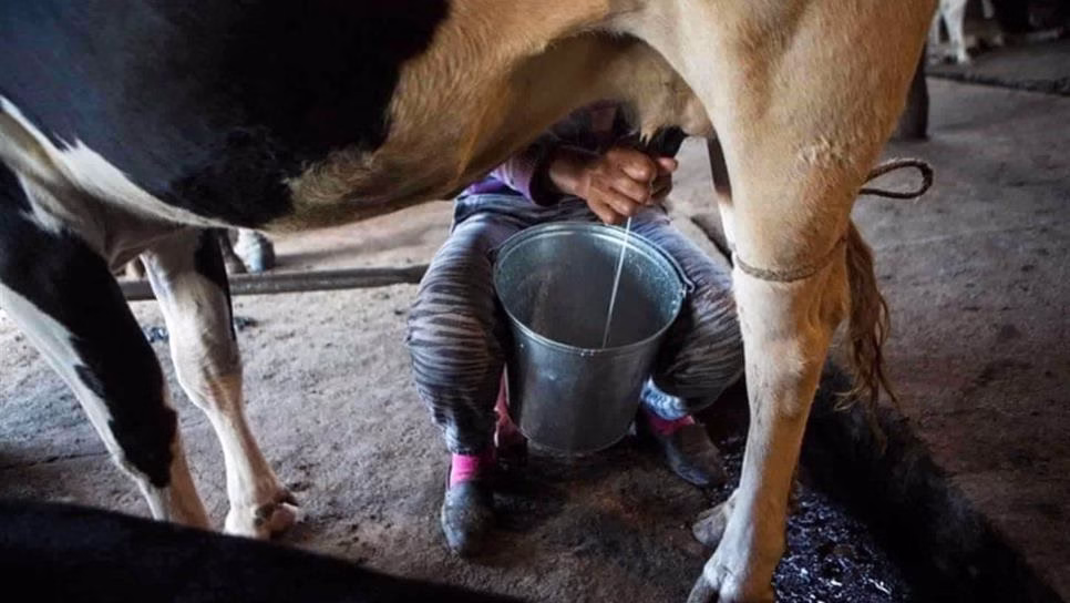 leche-sinaloa-focus-0-0-966-544