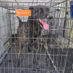 Imagen de WhatsApp 2025-05-09 a las 14.02.39_17855c61