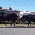 WhatsApp Image 2025-05-14 at 1.38.55 PM (1)