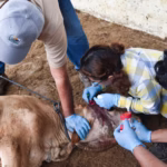 post_240900_AGRICULTURA_SENASICA_Colabora_Agricultura_con_Centroam_rica_para_detener_el_avance_del_gusano_barrenador_del_ganado-3