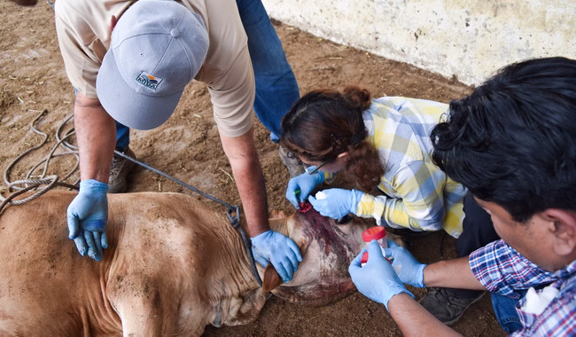 post_240900_AGRICULTURA_SENASICA_Colabora_Agricultura_con_Centroam_rica_para_detener_el_avance_del_gusano_barrenador_del_ganado-3