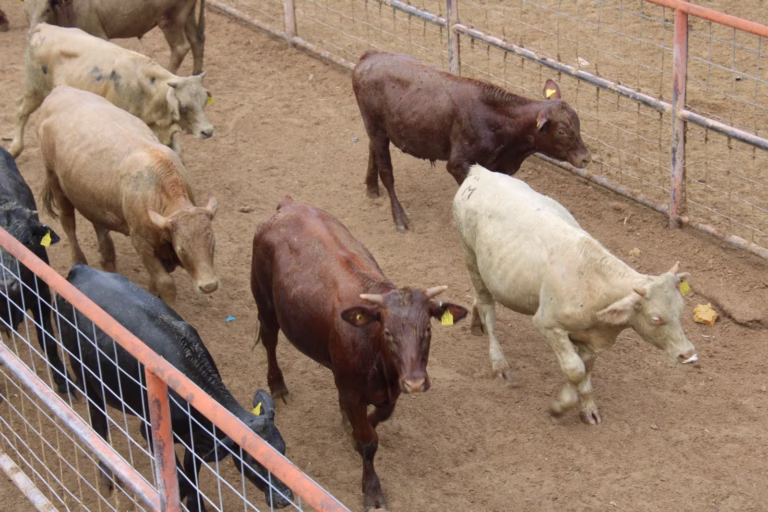 WhatsApp Image 2025-02-01 at 5.05.15 PM