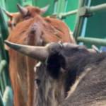 Imagen de WhatsApp 2025-07-02 a las 11.13.12_996b2589