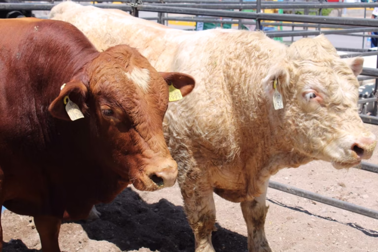 WhatsApp Image 2025-07-10 at 1.53.02 PM