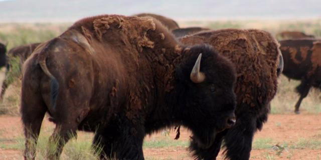 bisontes janos chihuahua archivo animal naturaleza