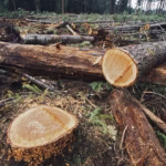 tala ilegal archivo gob