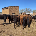 WhatsApp Image 2025-08-04 at 2.09.00 PM (2)