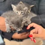 67f1dbd736c01499169490