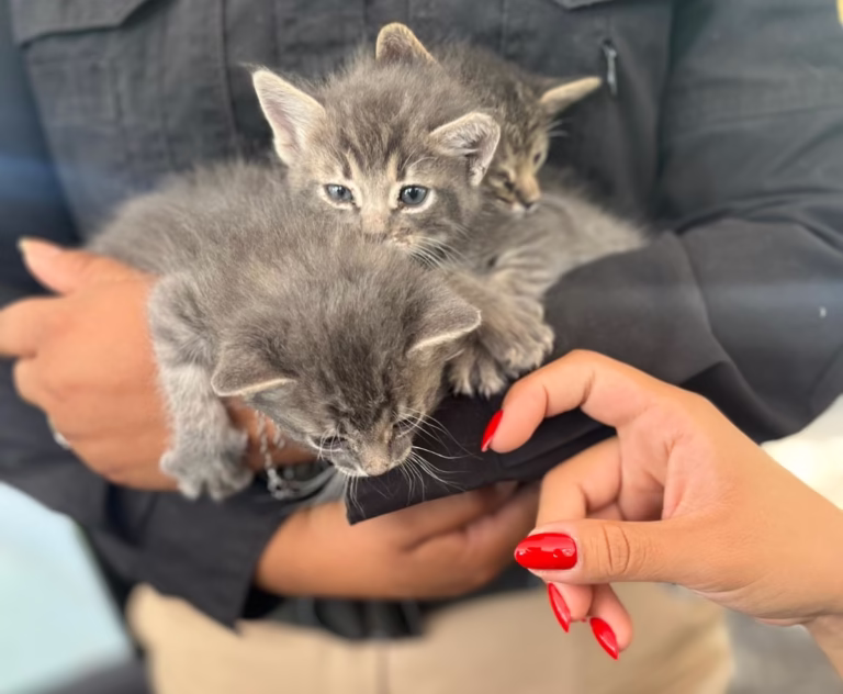 67f1dbd736c01499169490