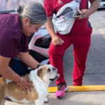 Diseño sin título (24)