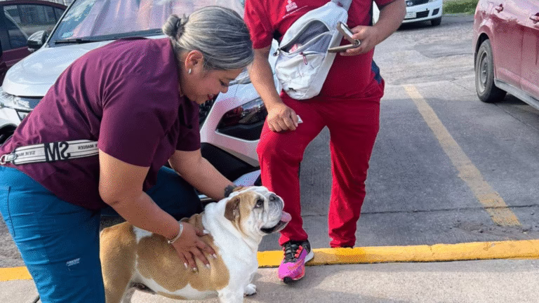 Diseño sin título (24)