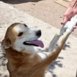 WhatsApp Image 2025-09-15 at 11.13.34 AM