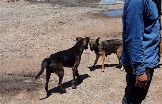 gob perros calle animales