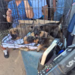 68e2d1de44d0a__68e2d1de44d0b