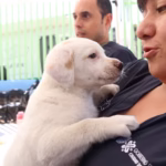 perro mascota animal archivo