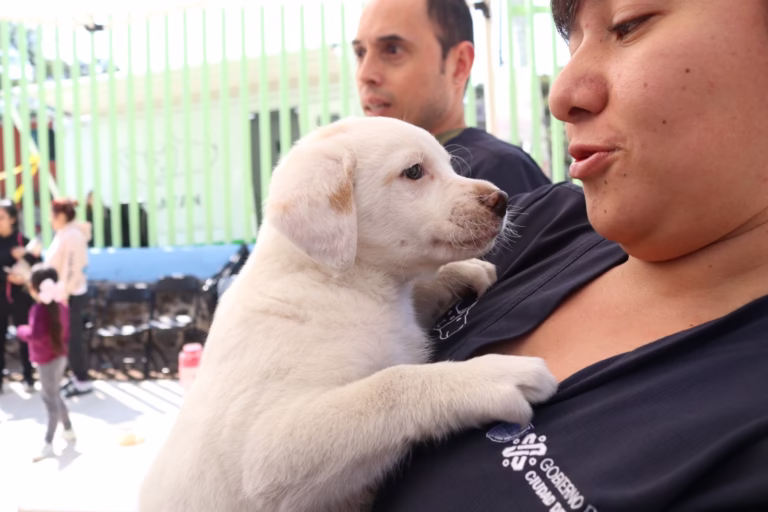 perro mascota animal archivo