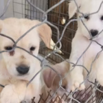 perros-mascotas-archivo2