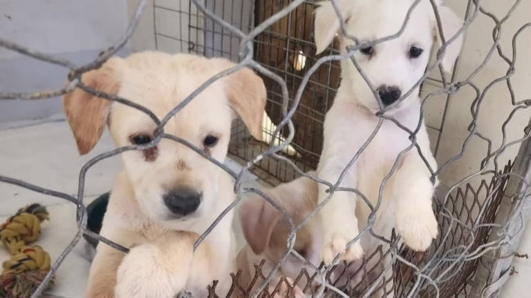 perros-mascotas-archivo2