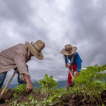 Campo-mexicano-economia-agricultura-campesinos-sembrar-siembra-paisaje-con-nuubes-lluvia-FOTO-SADER-200730-AGRICULTURA-INIFAP-FRIJOL-8-1160x700-1-1024x618