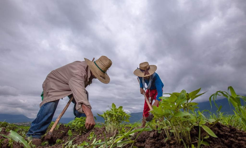 Campo-mexicano-economia-agricultura-campesinos-sembrar-siembra-paisaje-con-nuubes-lluvia-FOTO-SADER-200730-AGRICULTURA-INIFAP-FRIJOL-8-1160x700-1