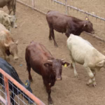 ganado-archivo-1024x682