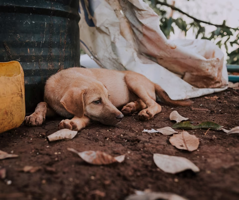 perro-cachorro-abandonado-en-la-calle_480x480