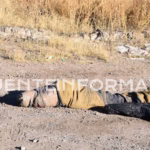 Diseño sin título_20260103_103142_0000