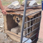 WhatsApp Image 2026-01-09 at 10.57.06 AM