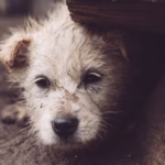 fotografia-primer-plano-perro-hogar-escondiendose-roca_181624-15046