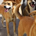 happy dogs fuente info perros