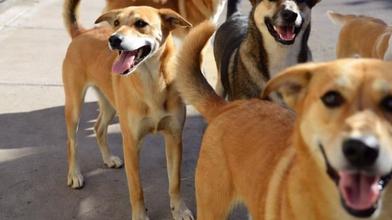 happy dogs fuente info perros