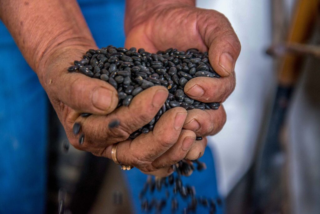 200730_AGRICULTURA_INIFAP_FRIJOL-8