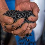 200730_AGRICULTURA_INIFAP_FRIJOL-8