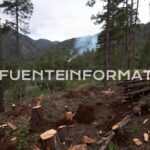 tala ilegal sierra medio ambiente