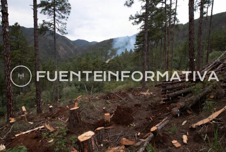 tala ilegal sierra medio ambiente