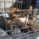 WhatsApp Image 2026-04-20 at 12.25.36 PM (1)