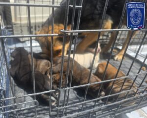 WhatsApp Image 2026-04-20 at 12.25.36 PM (1)