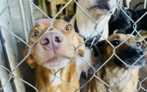 perro2