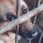 maltrato_animal