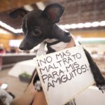 perro maltrato bienestar animal mascota