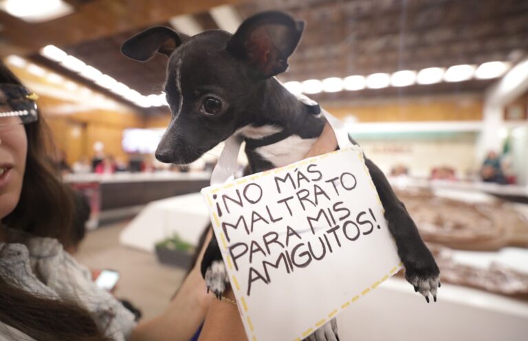 perro maltrato bienestar animal mascota