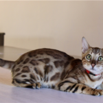 GATOS